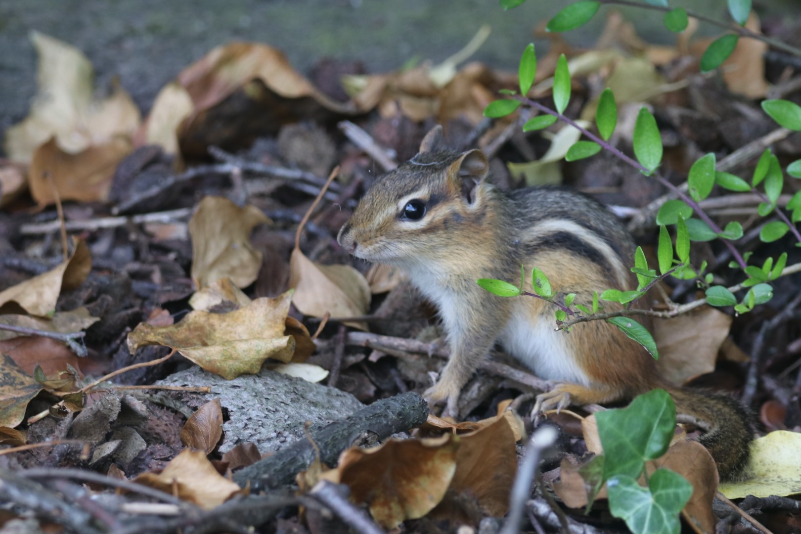 Wild chipmunk