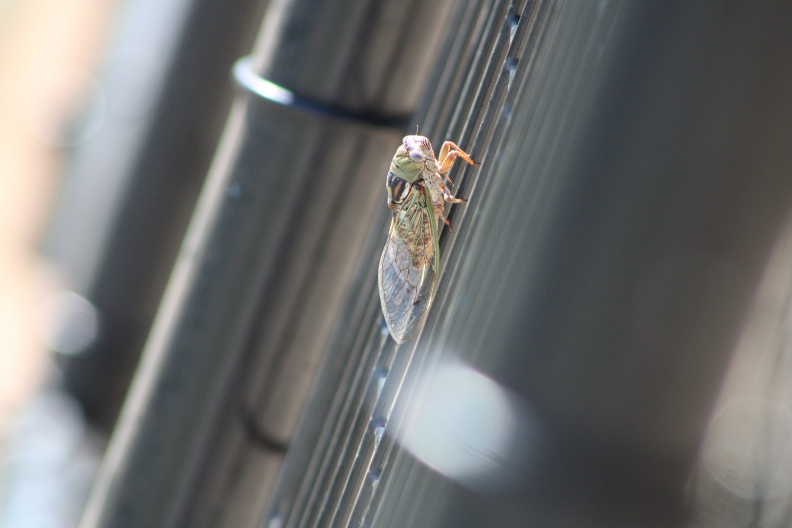 {Wild} Cicada ID