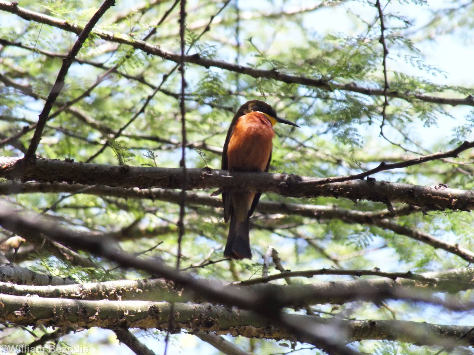 Wild Cinnamon-chested Bee-eater - Nairobi Safari Walk