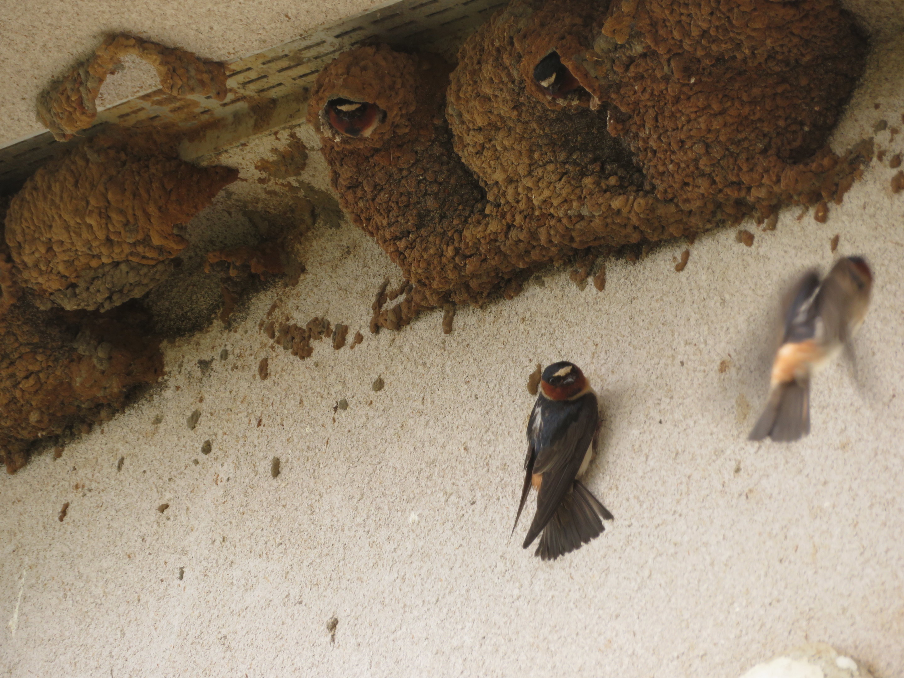 Wild Cliff Swallows