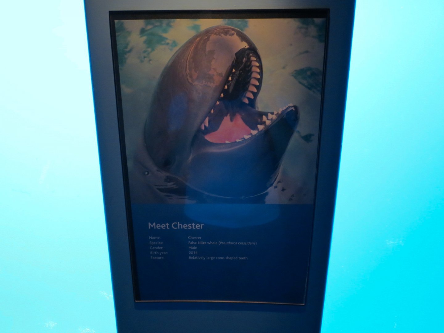 Wild Coast - False Killer Whale - Sign