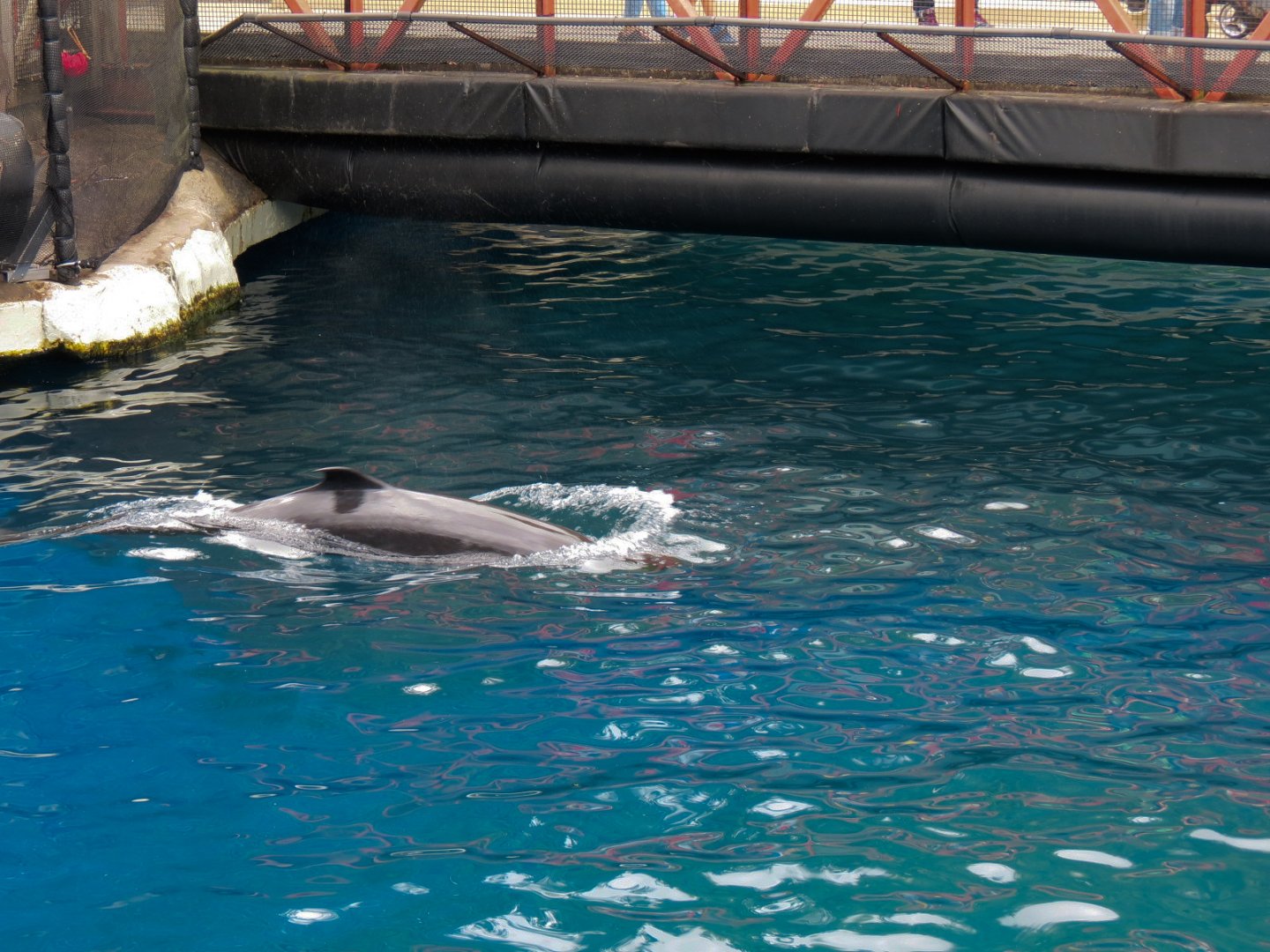 Wild Coast - False Killer Whale
