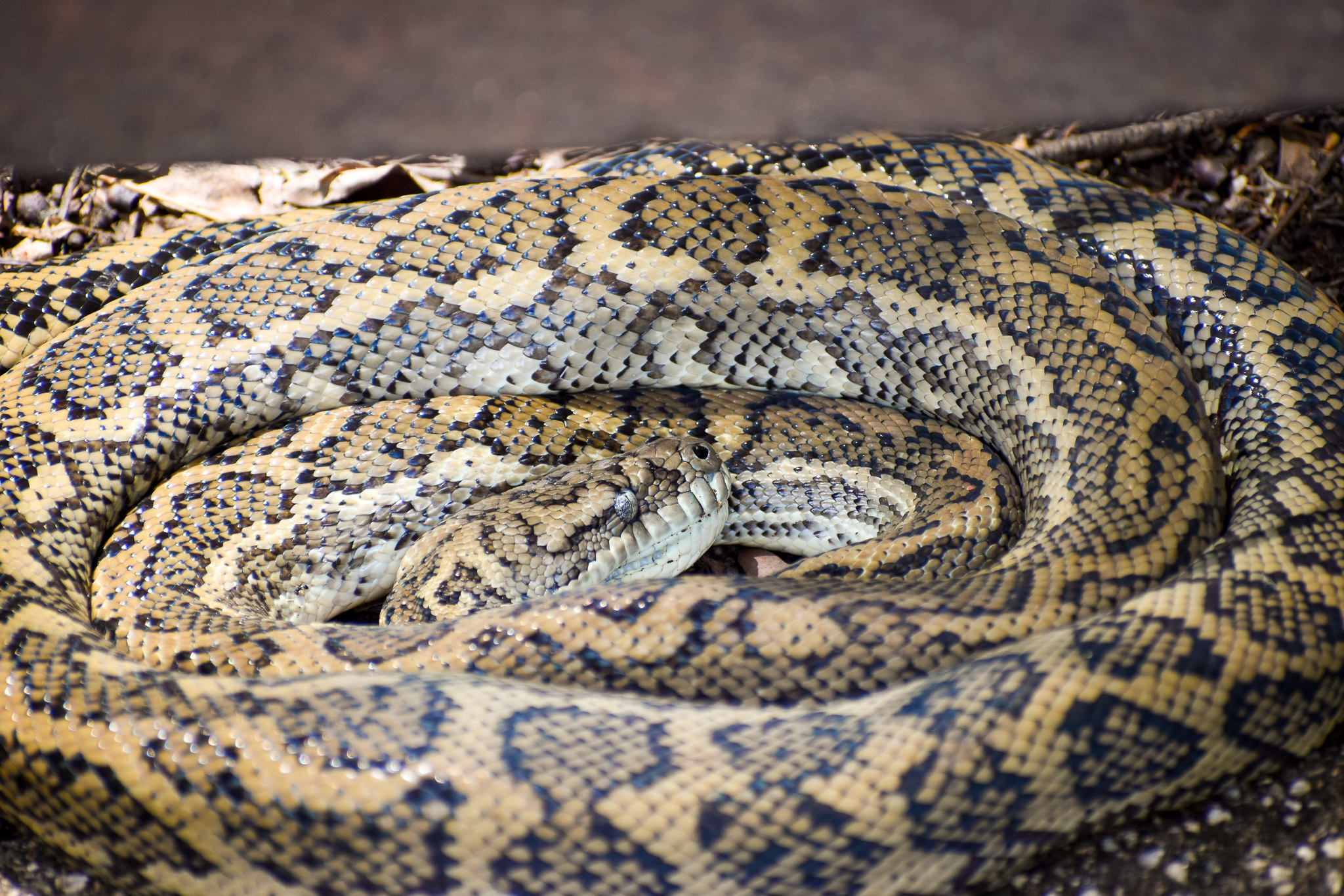 Wild - Coastal Carpet Python (Morelia spilota mcdowelli)