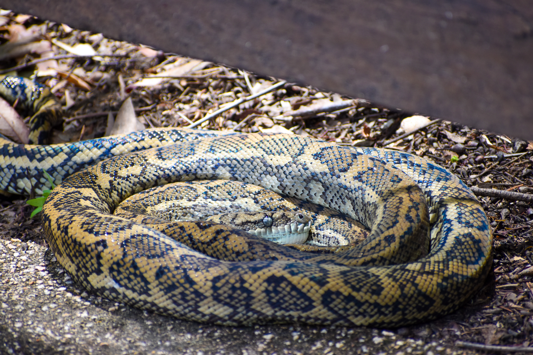 Wild - Coastal Carpet Python (Morelia spilota mcdowelli)
