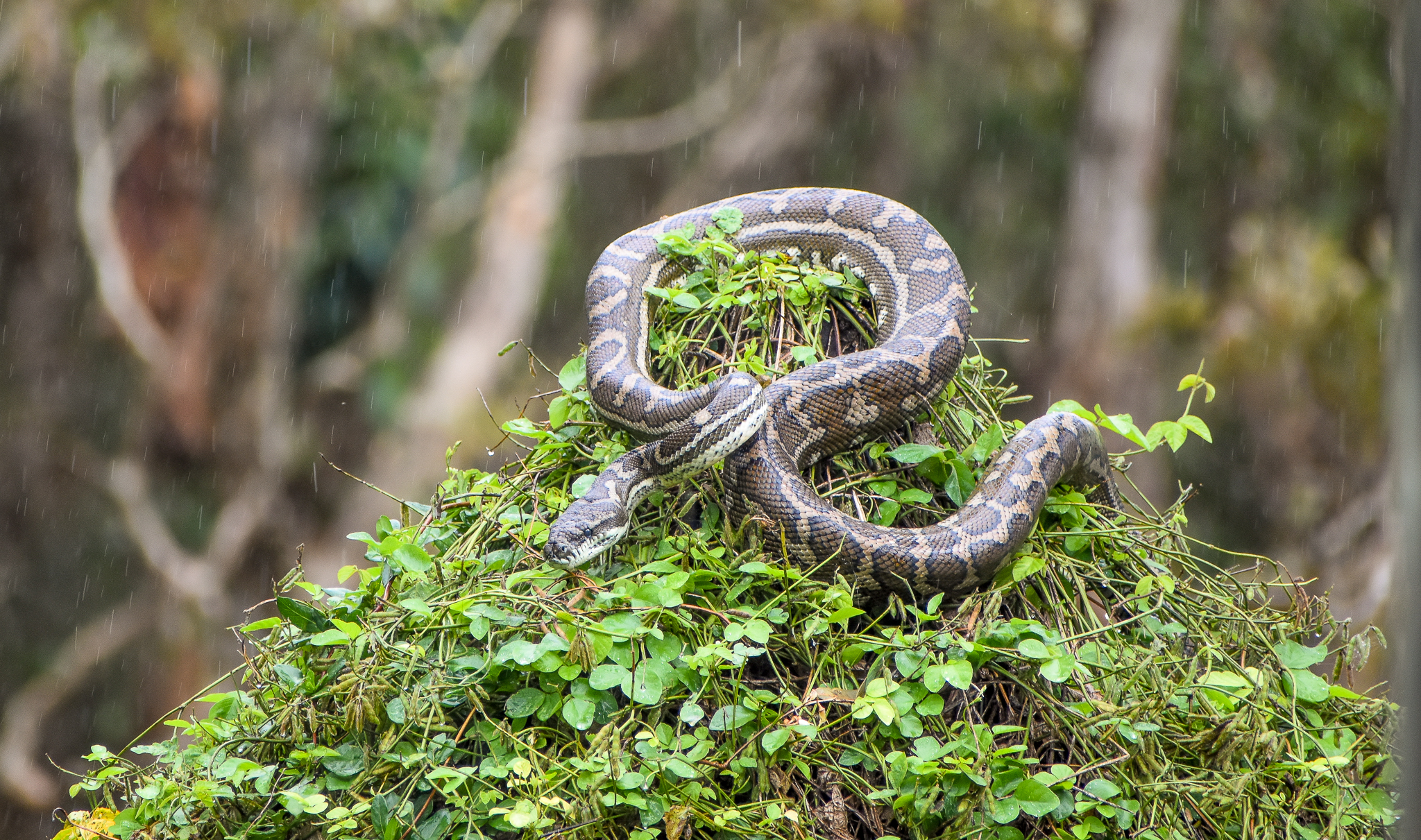 wild - Coastal Carpet Python