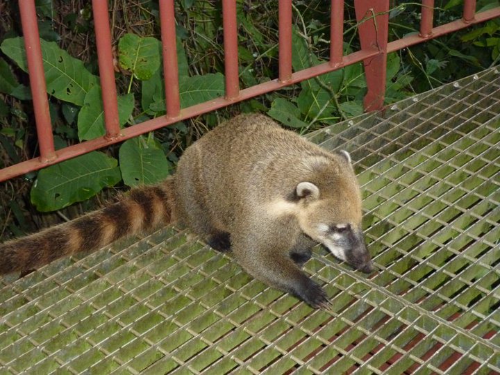 Wild Coati