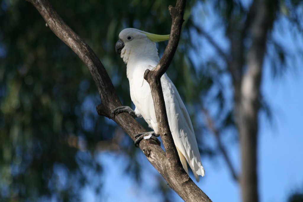 Wild Cockatoo