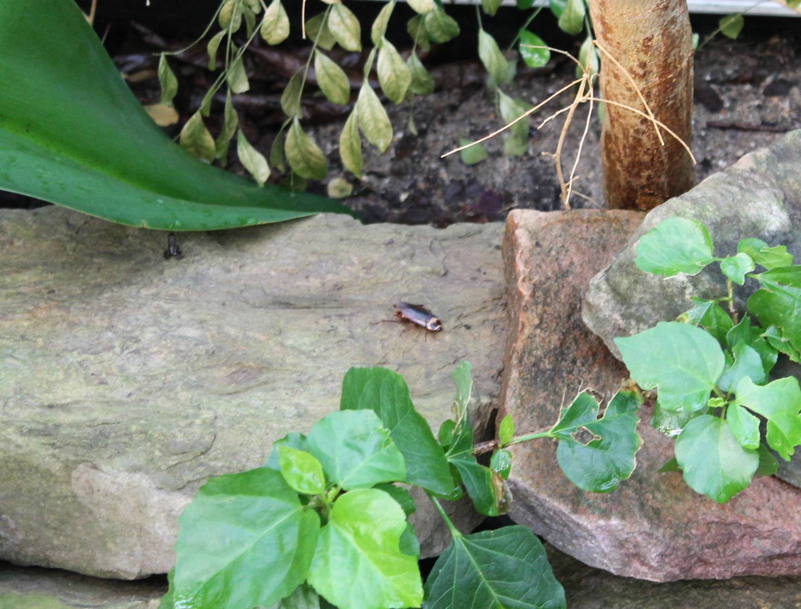 Wild Cockroach - and free-ranging Dart frog