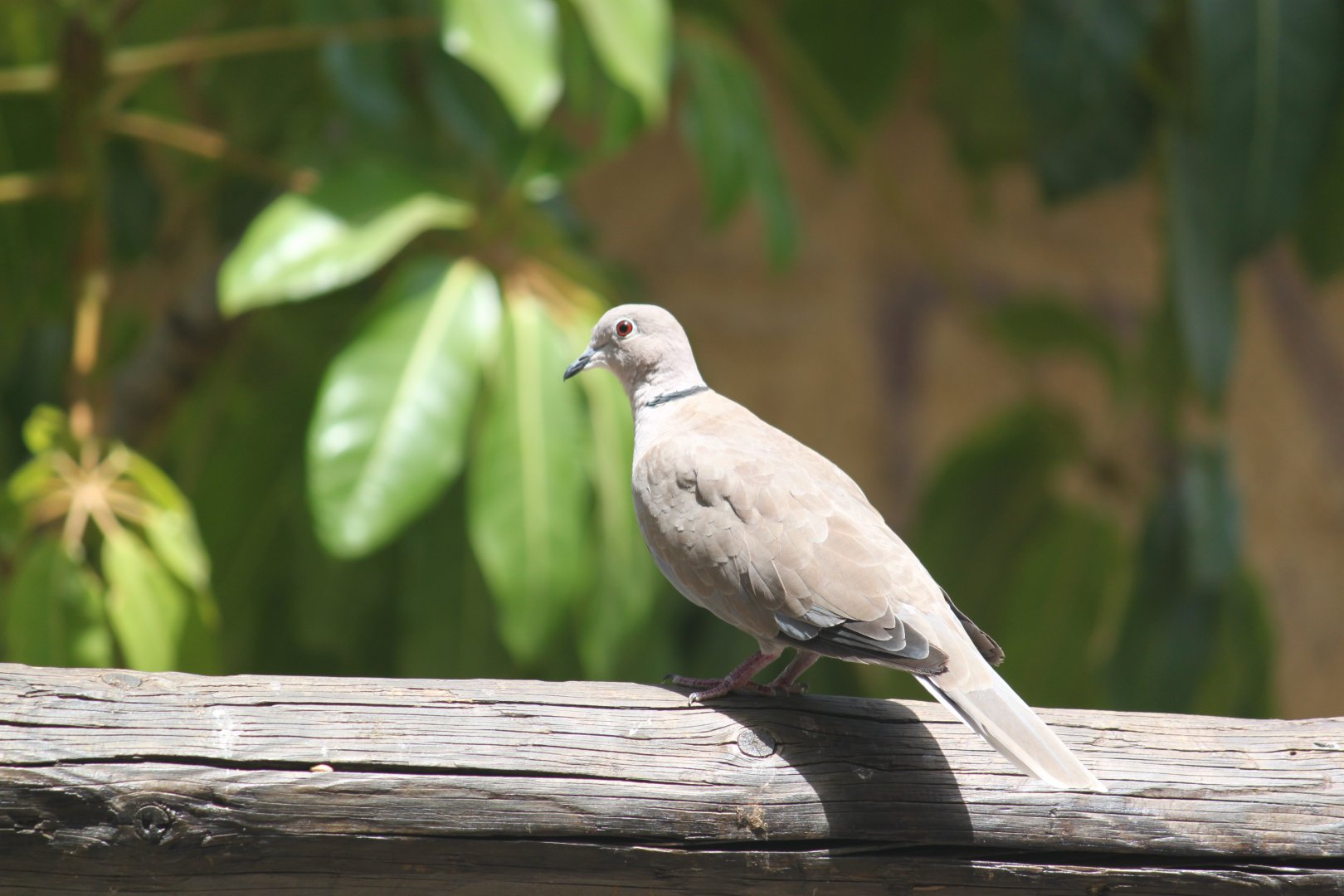 Wild collared dove