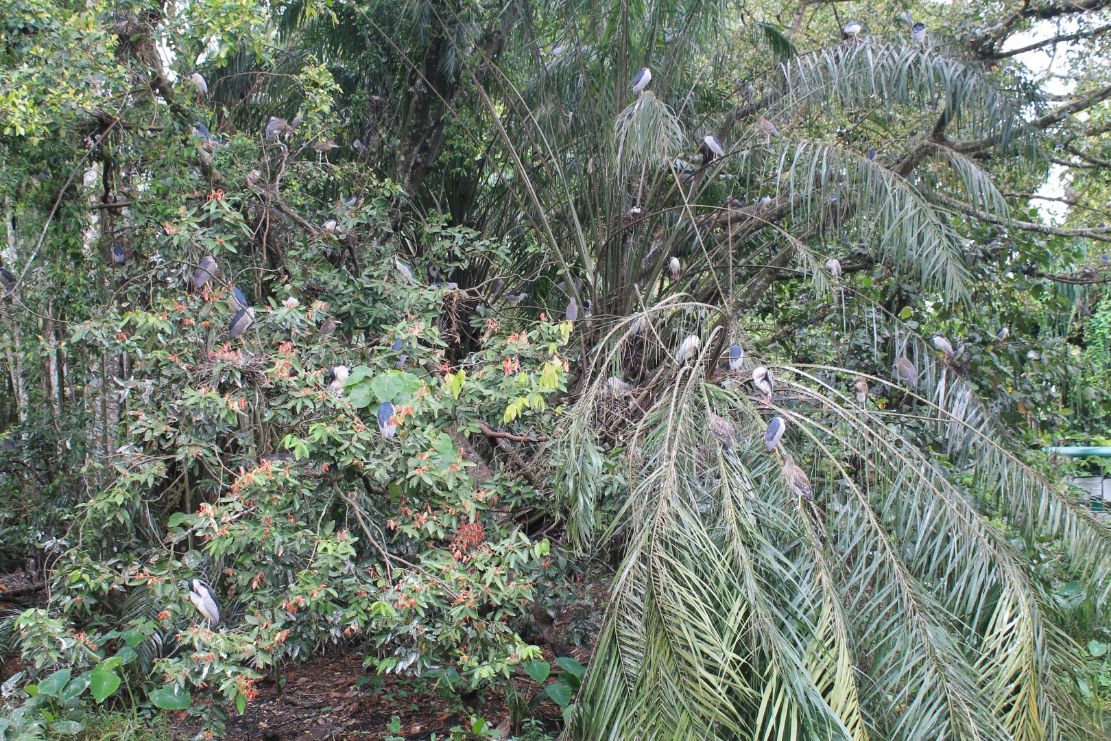 wild colony of Black-crowned Night Herons (Nycticorax nycticorax)