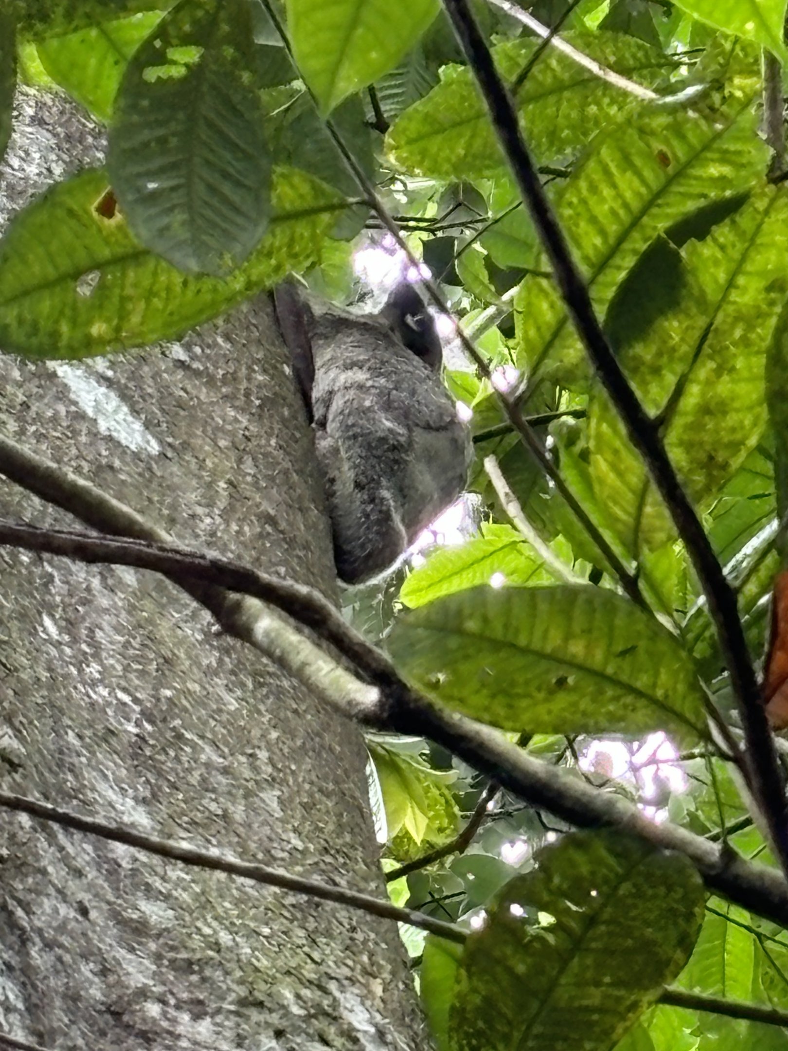 Wild Colugo #1 - female