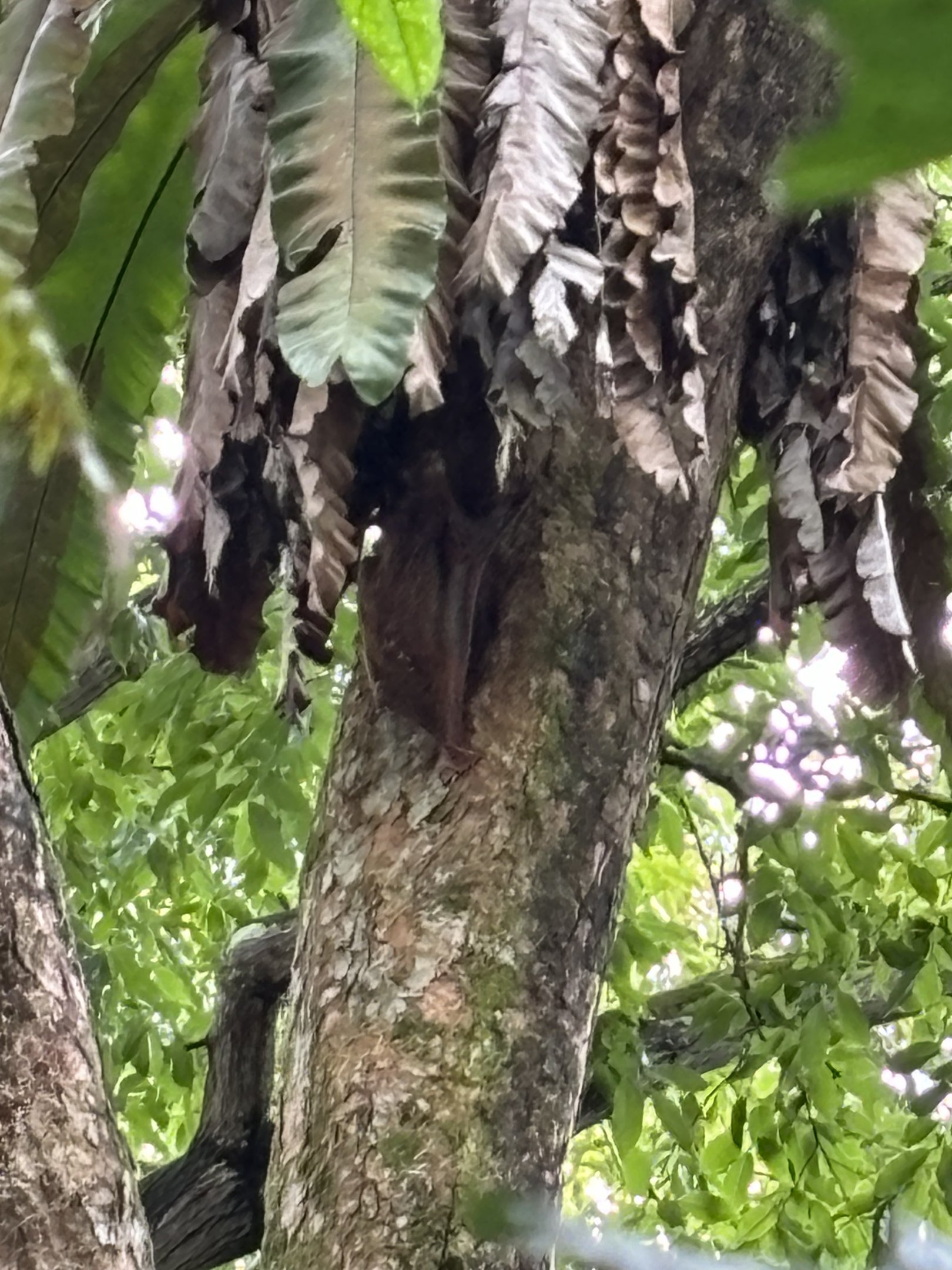 Wild Colugo #2 - male