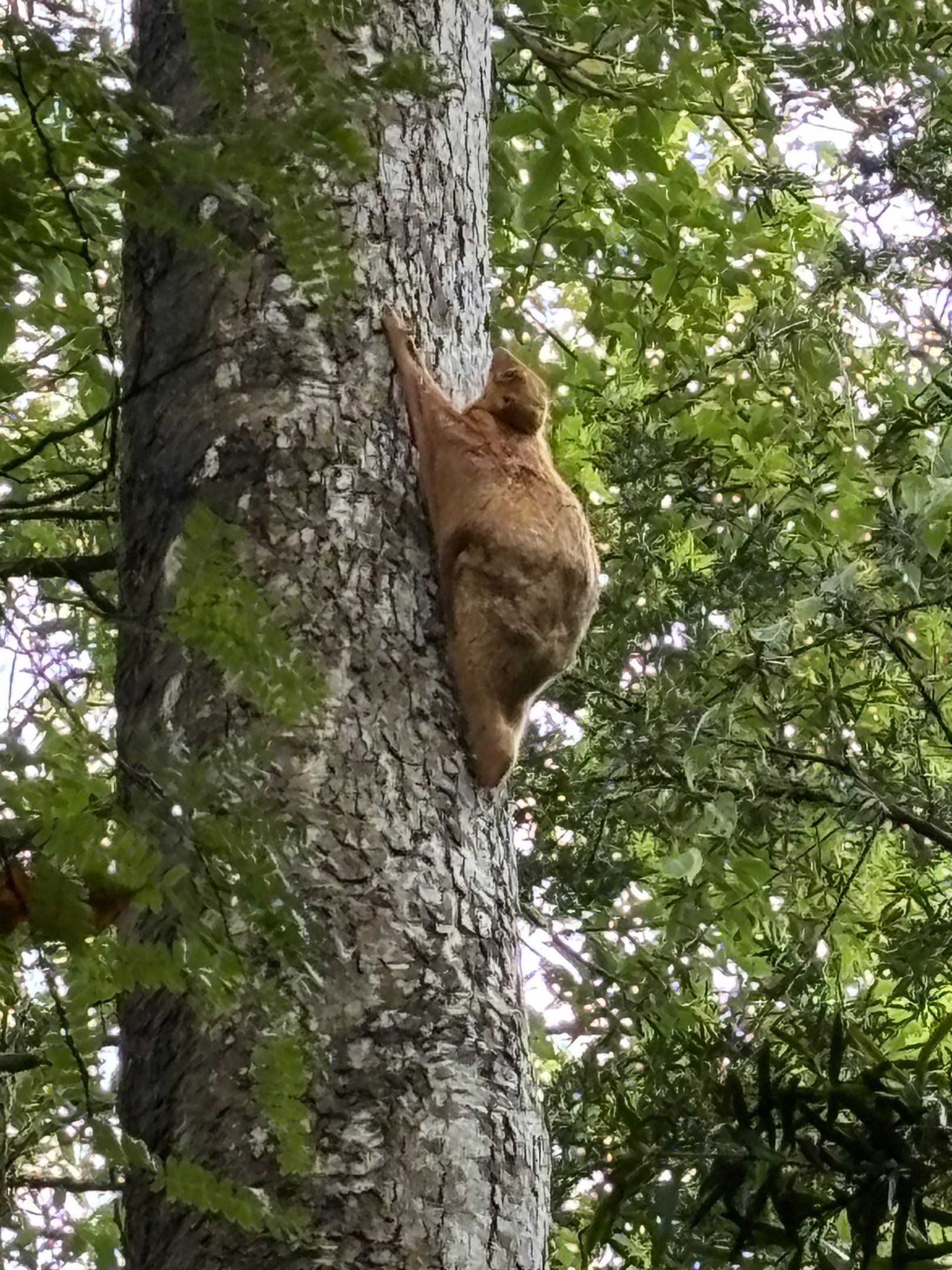 Wild Colugo #3 - “golden” female