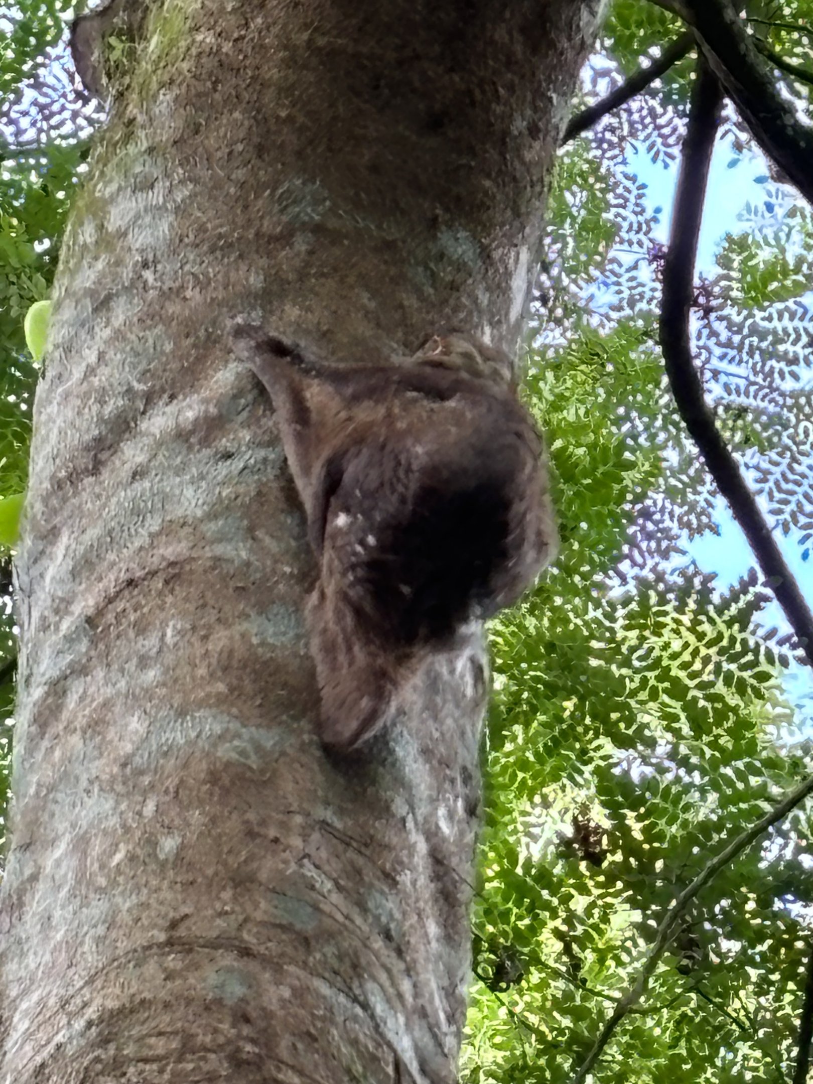 Wild Colugo #4 - male
