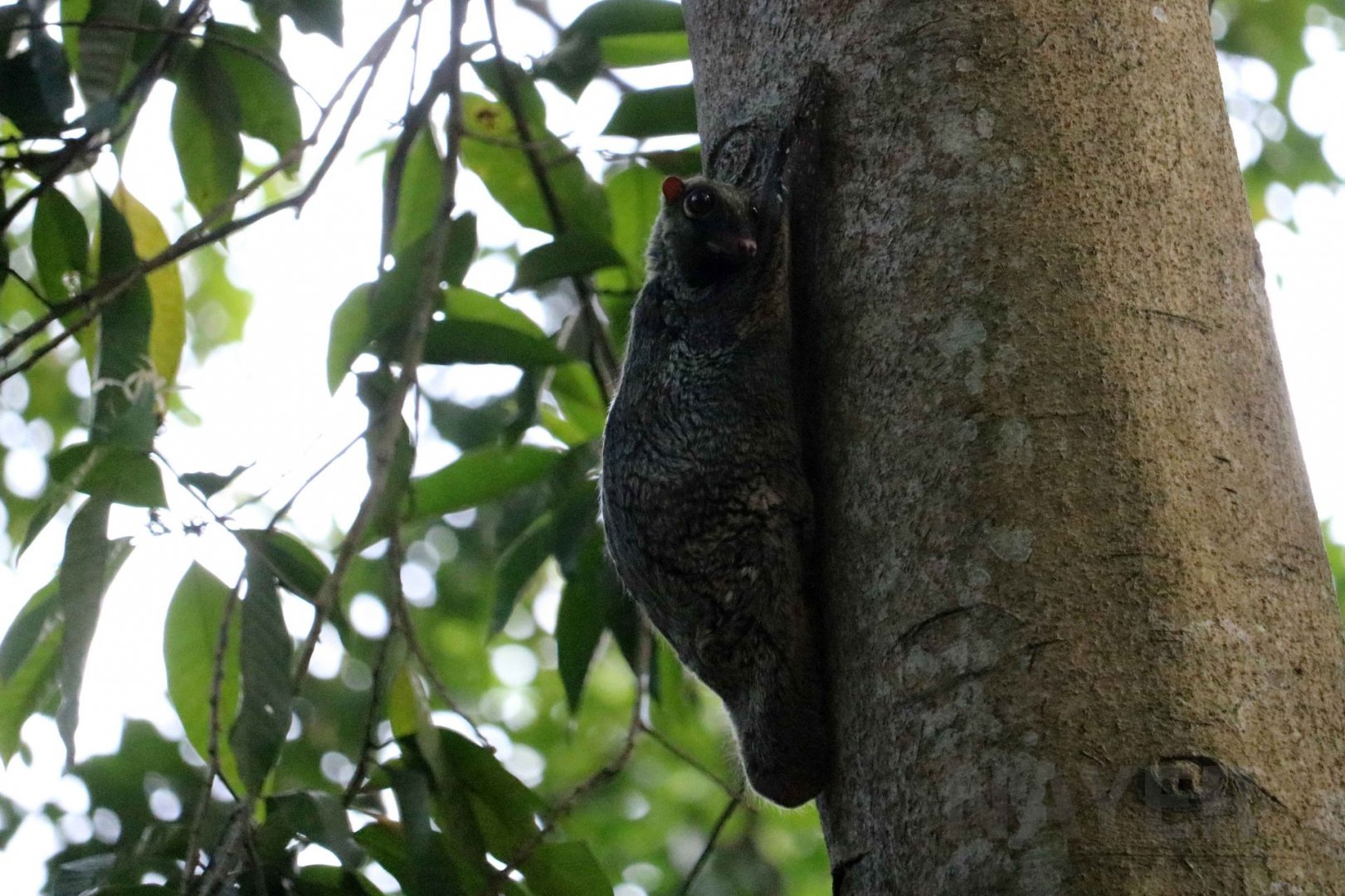 Wild colugo, July 2016