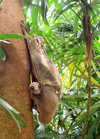 Wild Colugos, Singapore Zoo