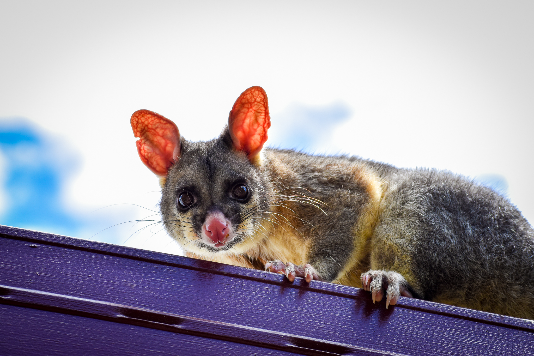 wild - Common Brushtail Possum (Trichosurus vulpecula)