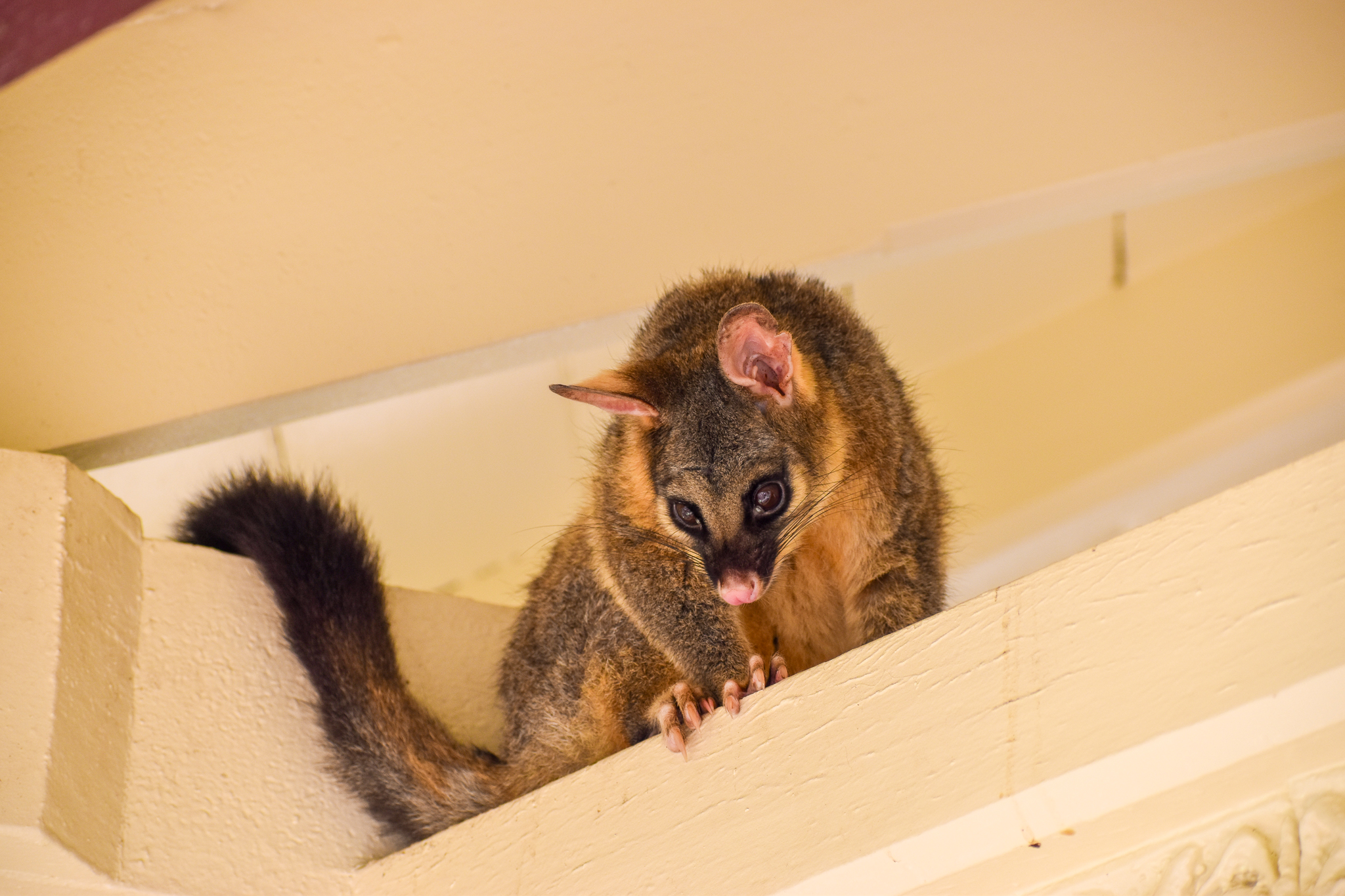 wild - Common Brushtail Possum (Trichosurus vulpecula)