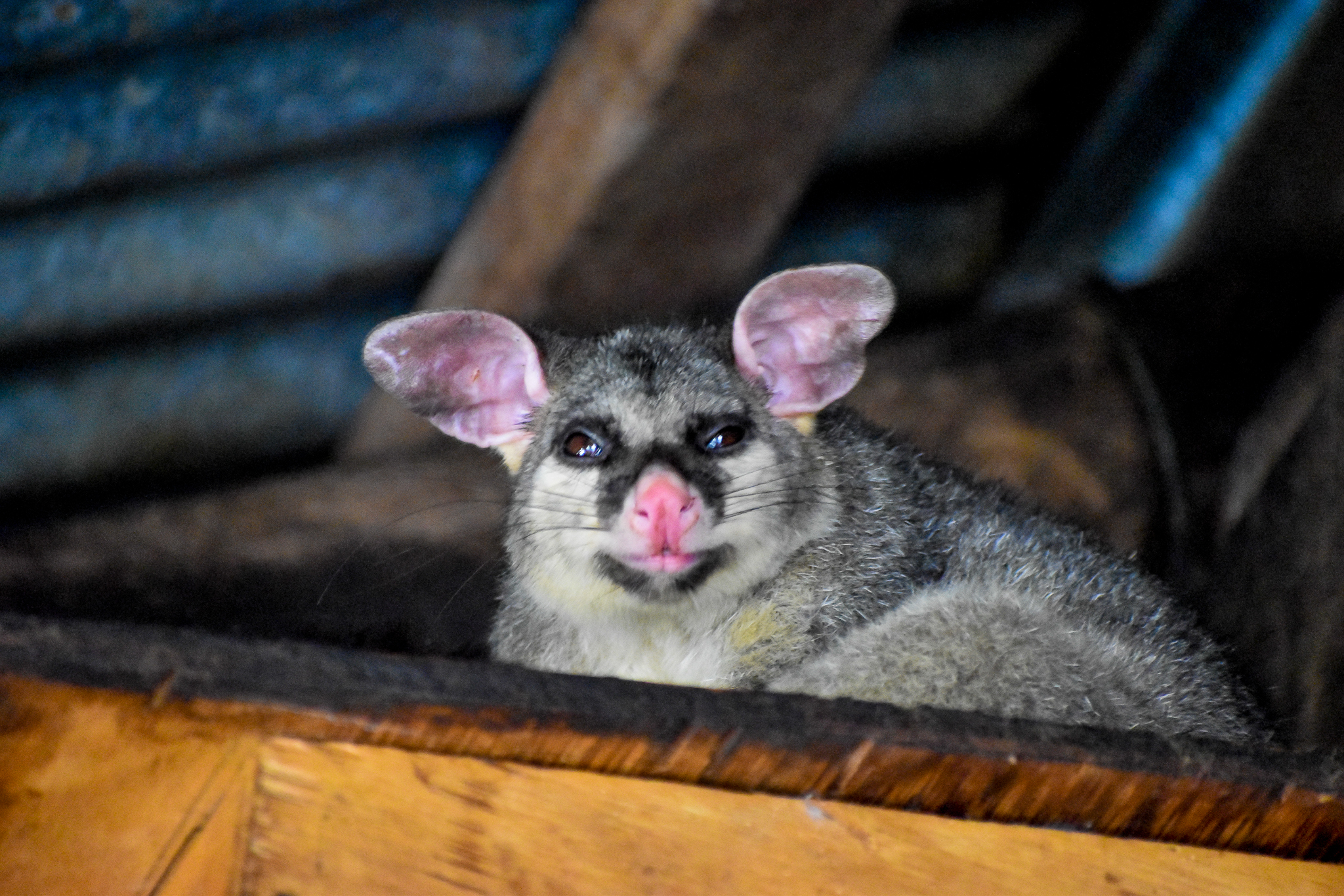 wild - Common Brushtail Possum