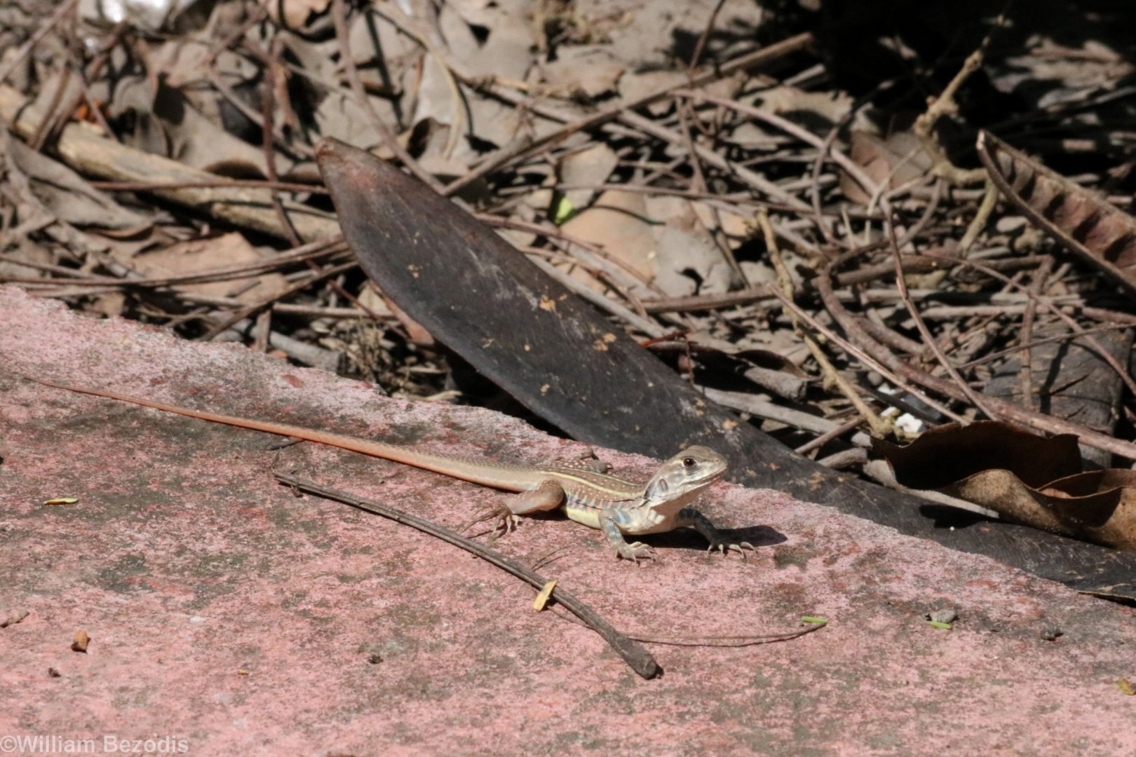 (wild) Common Butterfly Lizard