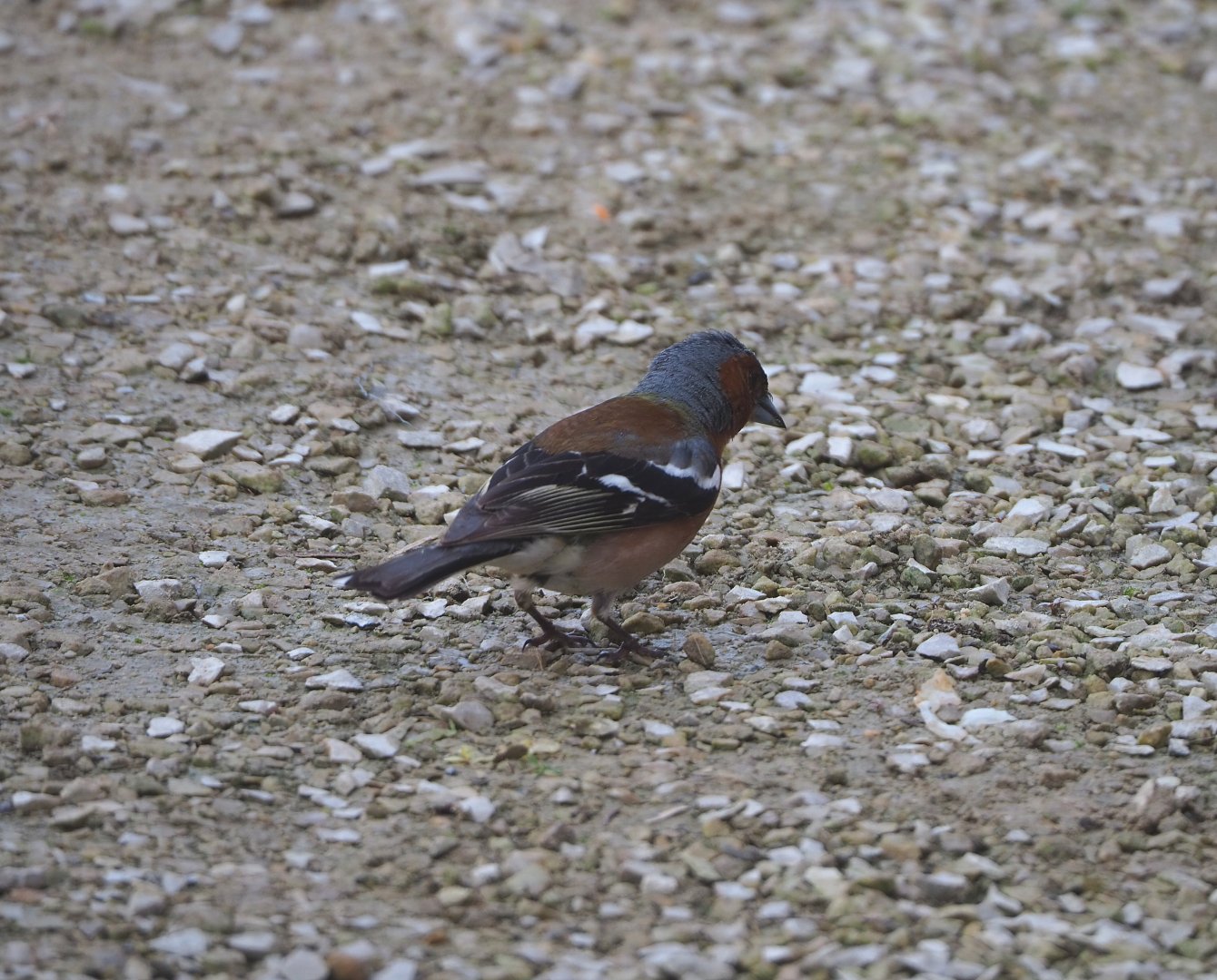 Wild Common chaffinch (Fringilla coelebs), 2022-06-28