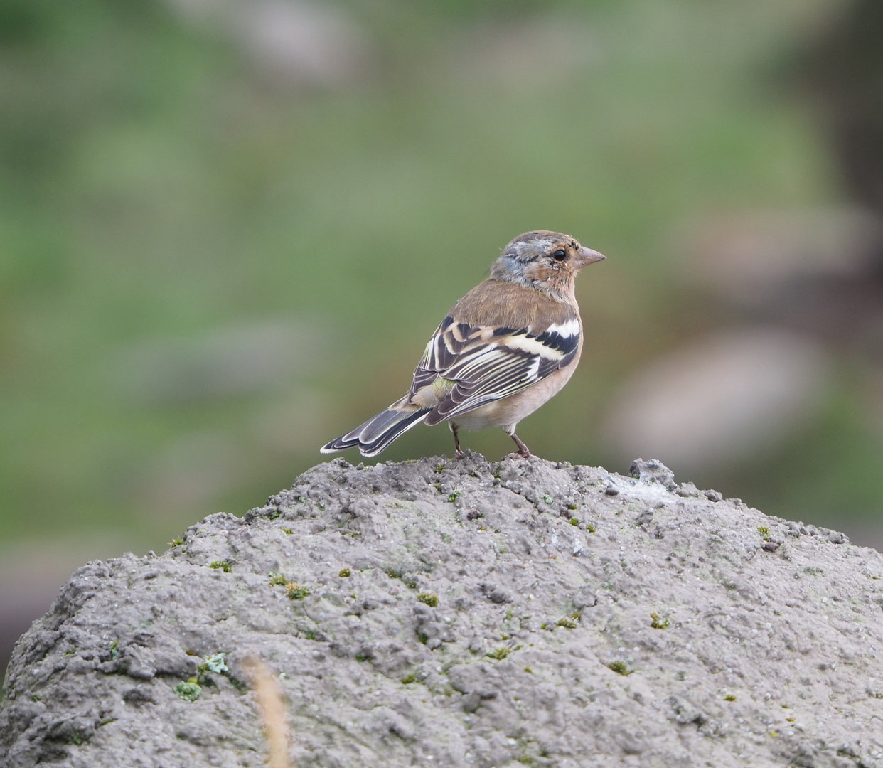 Wild Common chaffinch (Fringilla coelebs), 2022-09-15