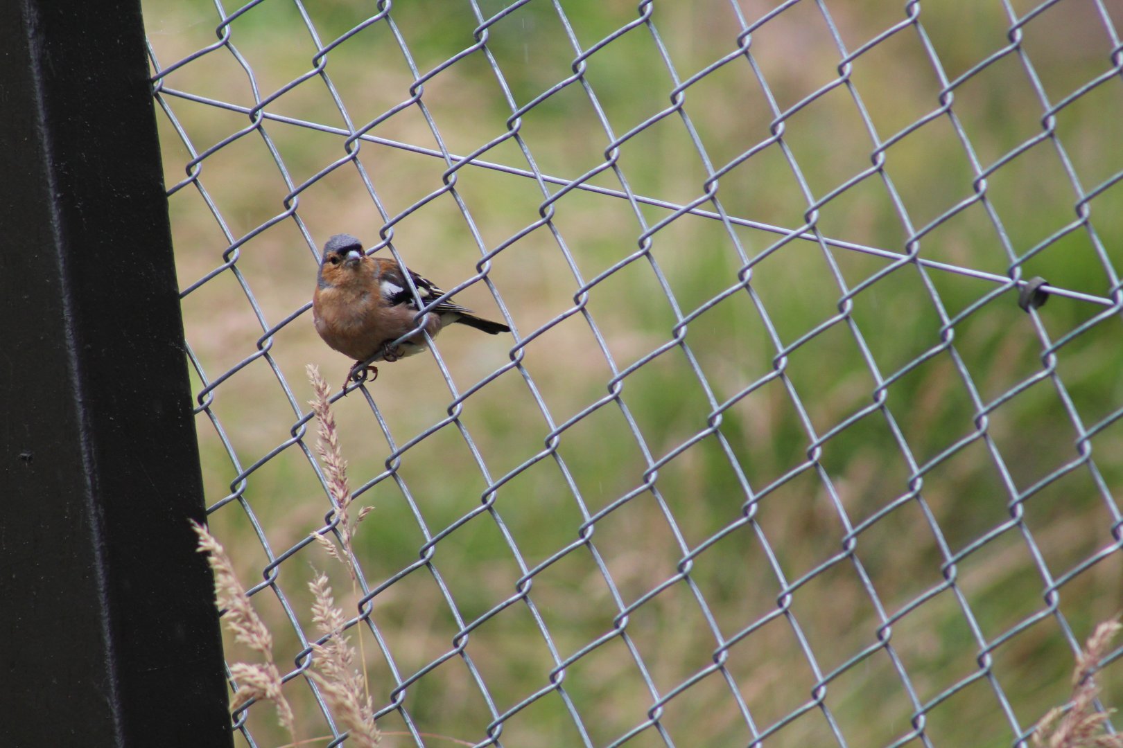 Wild Common Chaffinch