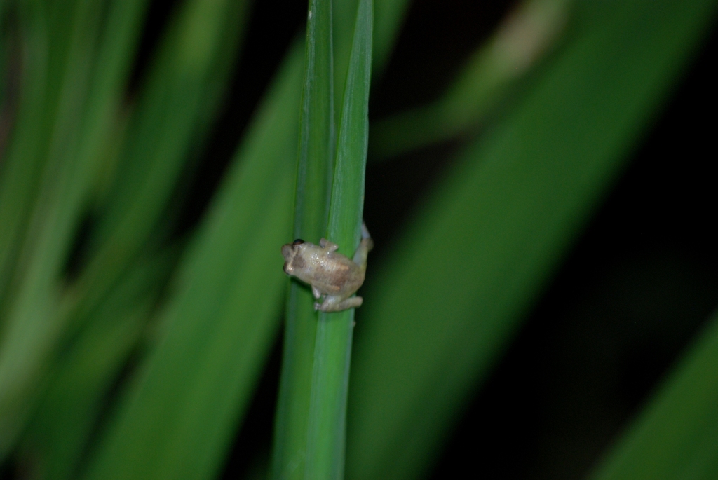 (Wild) Common Dink (or Tink) Frog at Arenal Natura, 18/04/14
