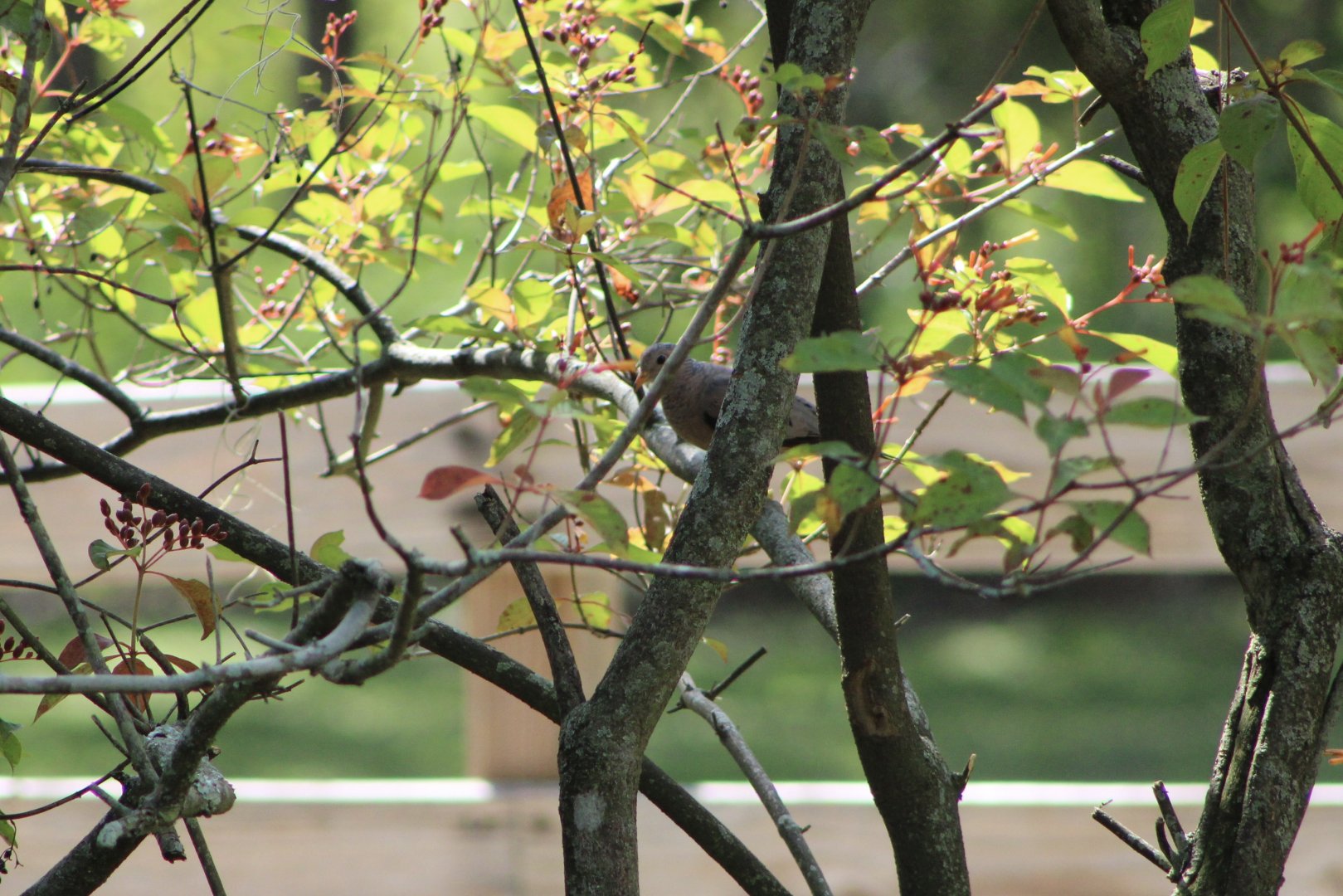 (Wild) Common Ground Dove (Columbina passerina)
