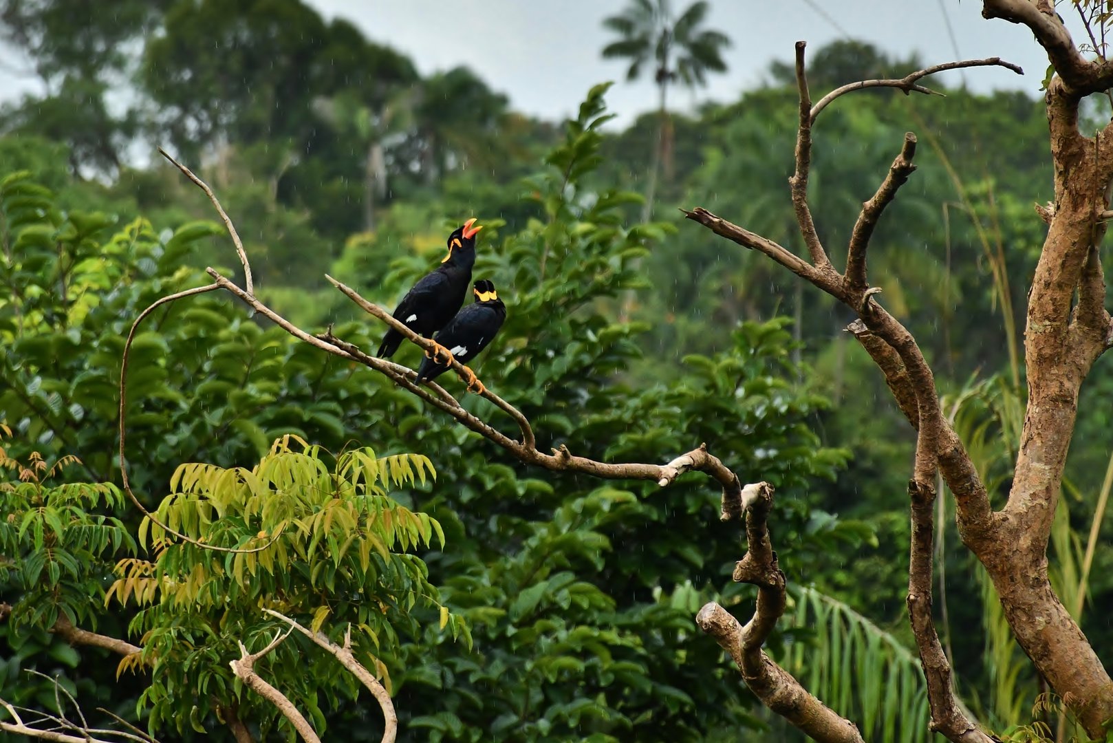 Wild Common Hill Mynahs (Gracula religiosa religiosa)