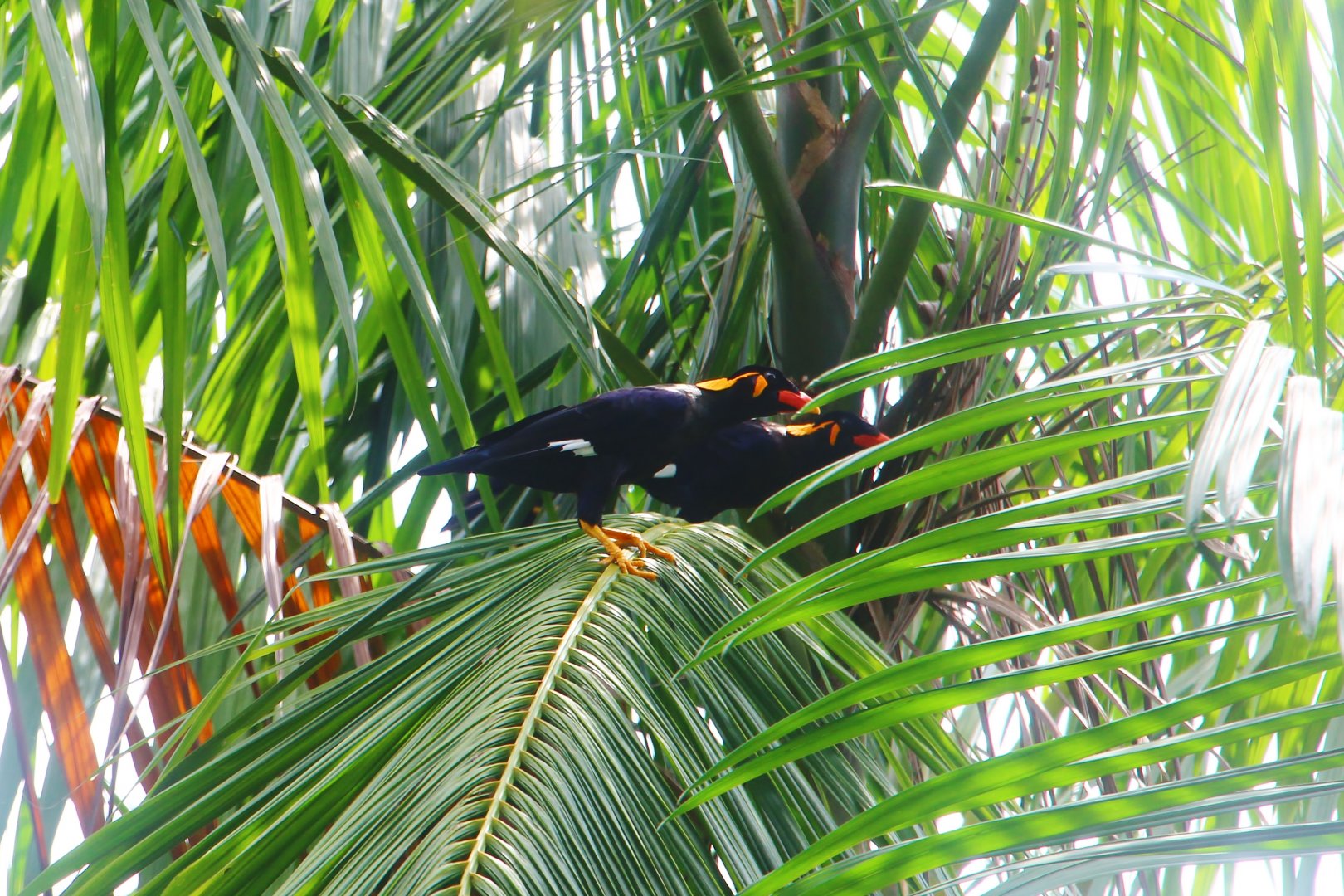 Wild Common Hill Mynas (Gracula religiosa religiosa)