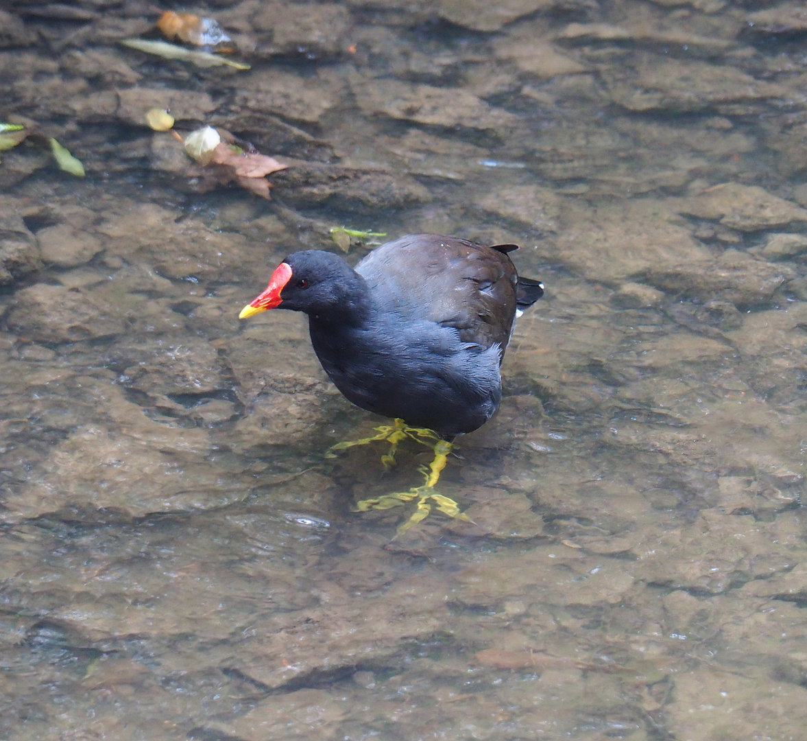 Wild Common moorhen (Gallinula chloropus), 2022-09-15