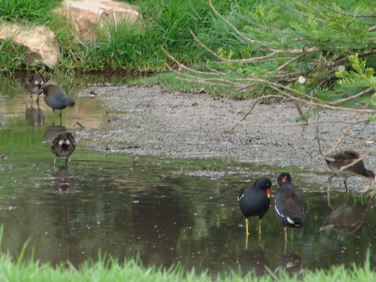 Wild Common Moorhen (Gallinula chloropus) at the zoo