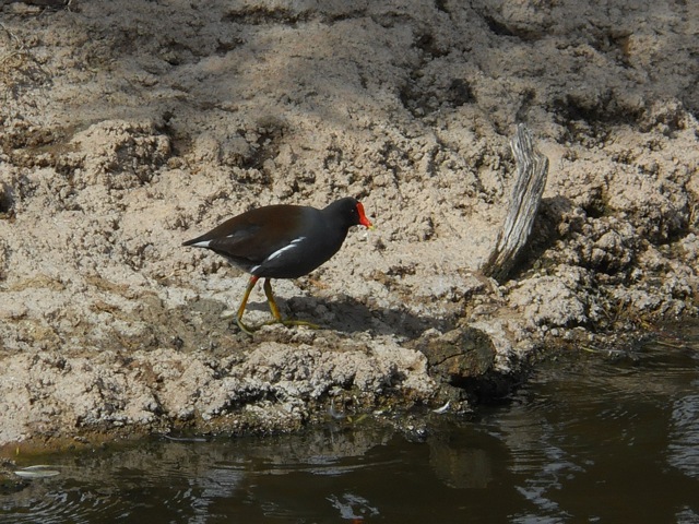 wild common moorhen