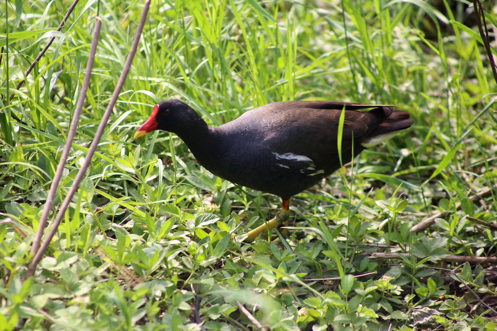 Wild Common Moorhen