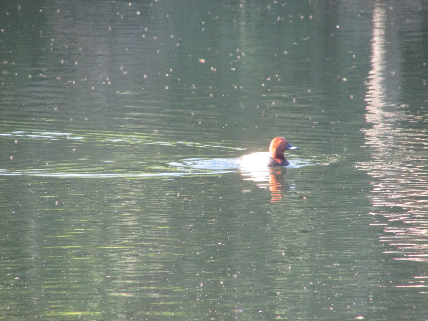 Wild common pochard