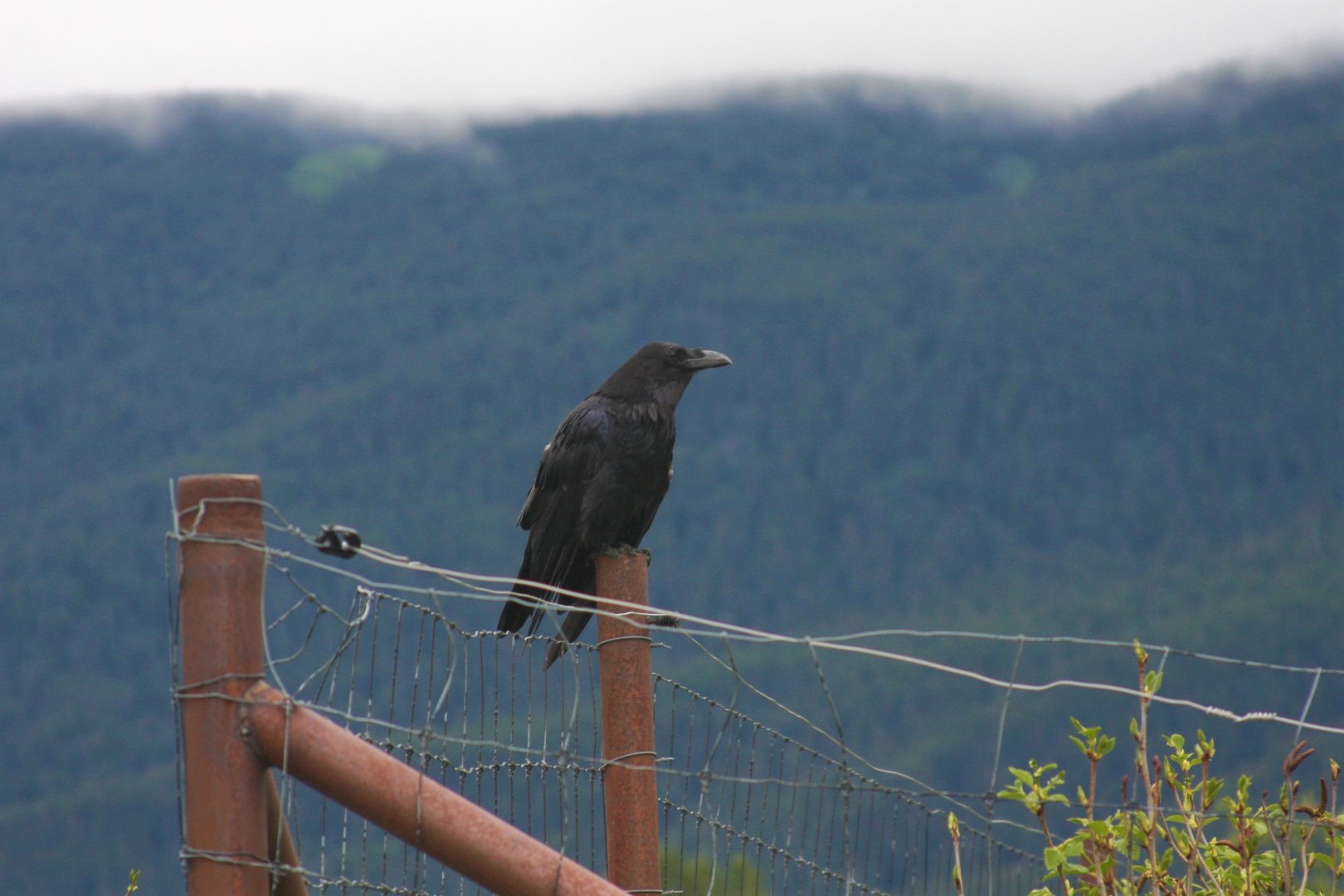 Wild Common Raven