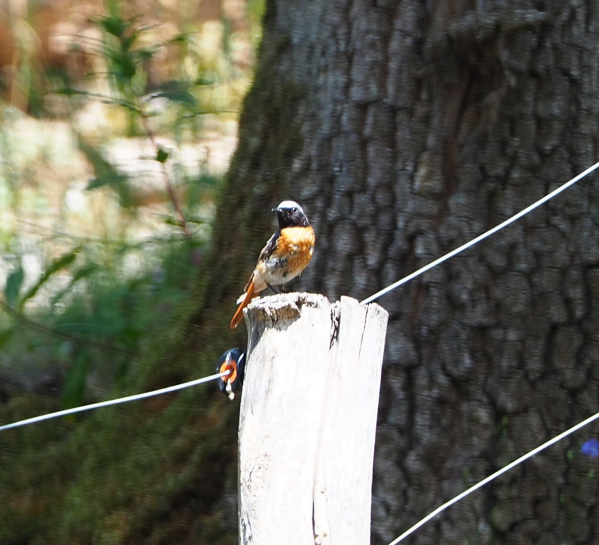 Wild  Common redstart (Phoenicurus phoenicurus), 2020-07-12