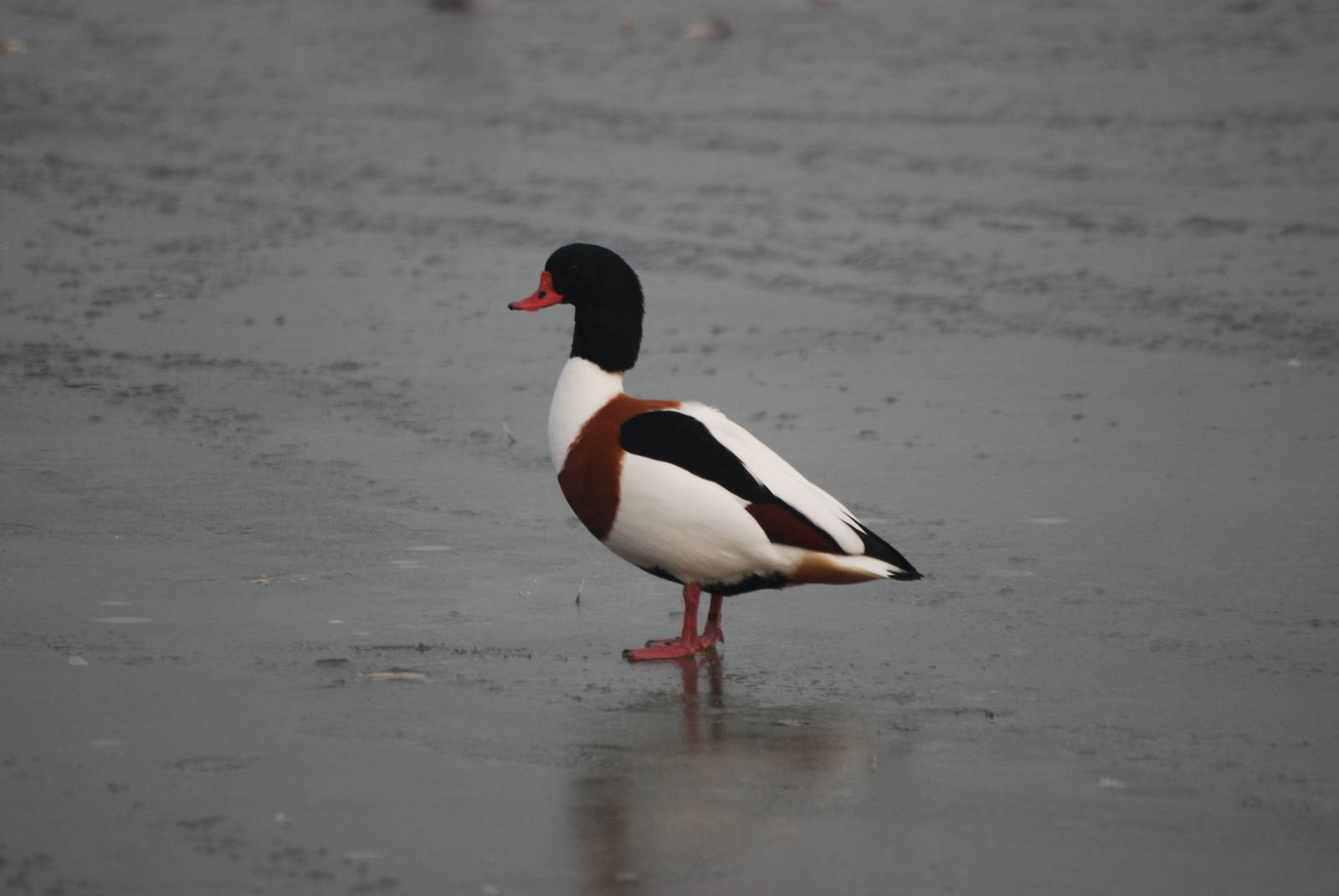 (Wild) Common Shelduck at Slimbridge, 05/02/12
