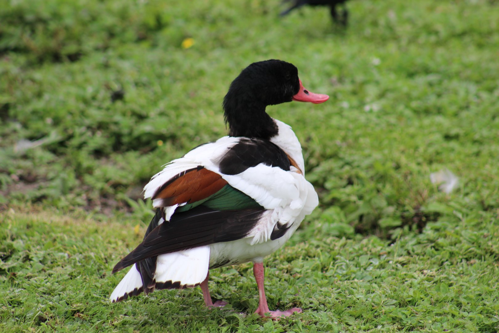 Wild Common Shelduck