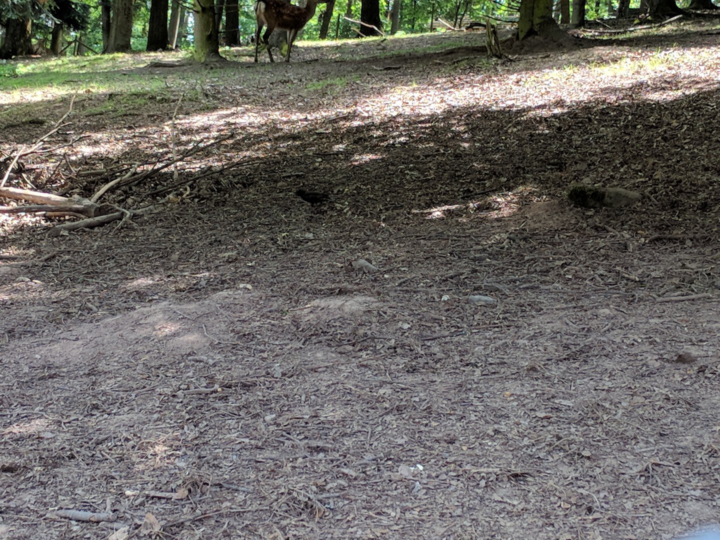 Wild Common Starling