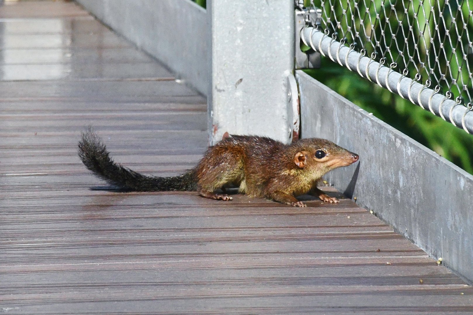 Wild Common Treeshrew (Tupaia glis)