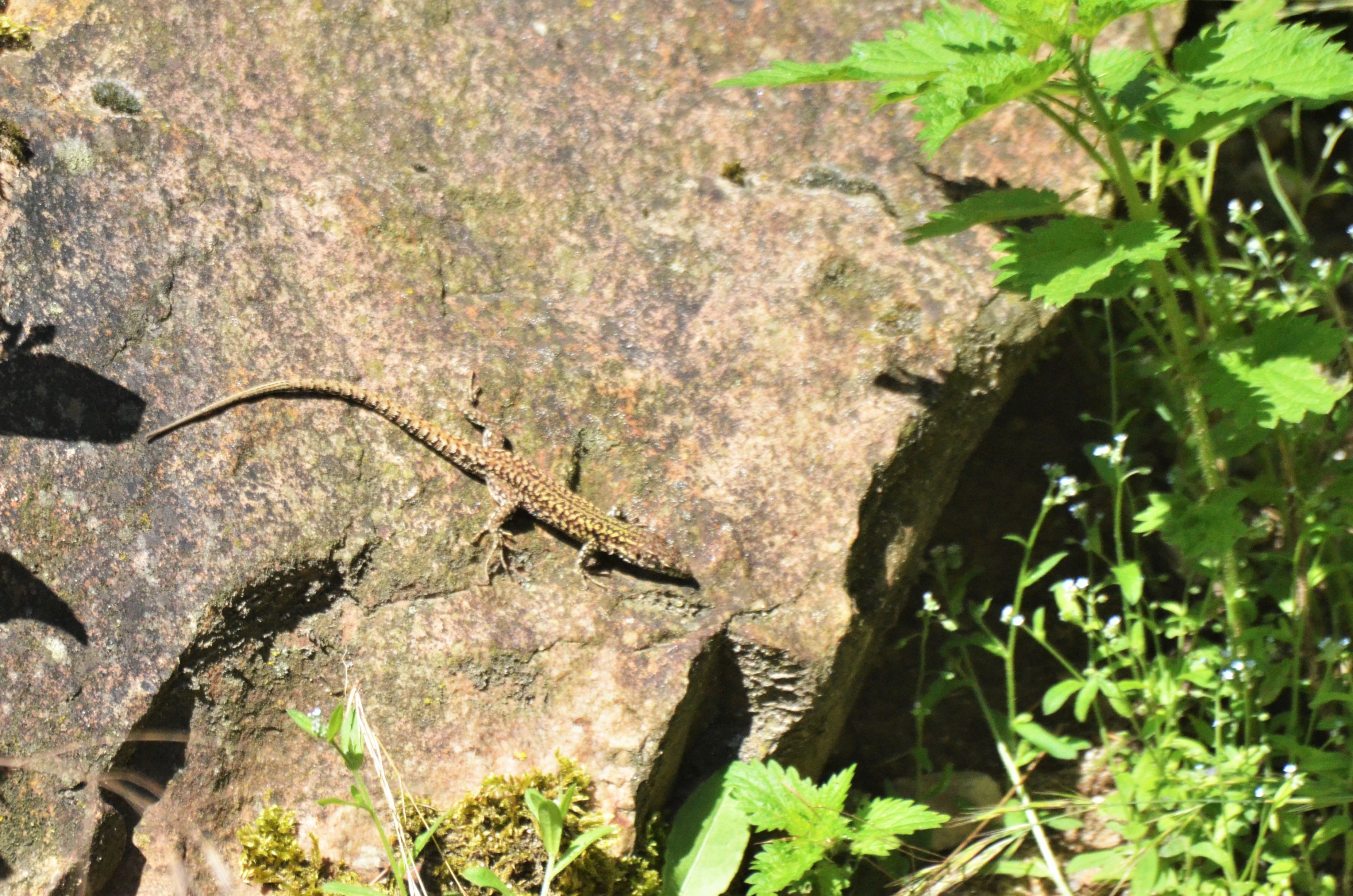Wild Common Wall Lizard at Beauval, 12/06/18
