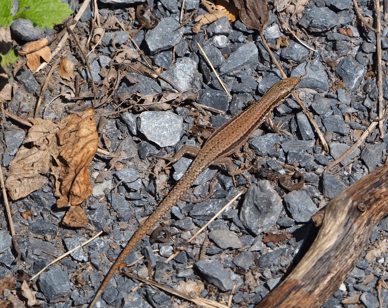 Wild common wall lizard (Podarcis muralis), 2020-07-12