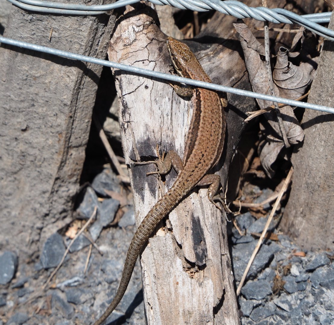 Wild common wall lizard (Podarcis muralis), 2020-07-12