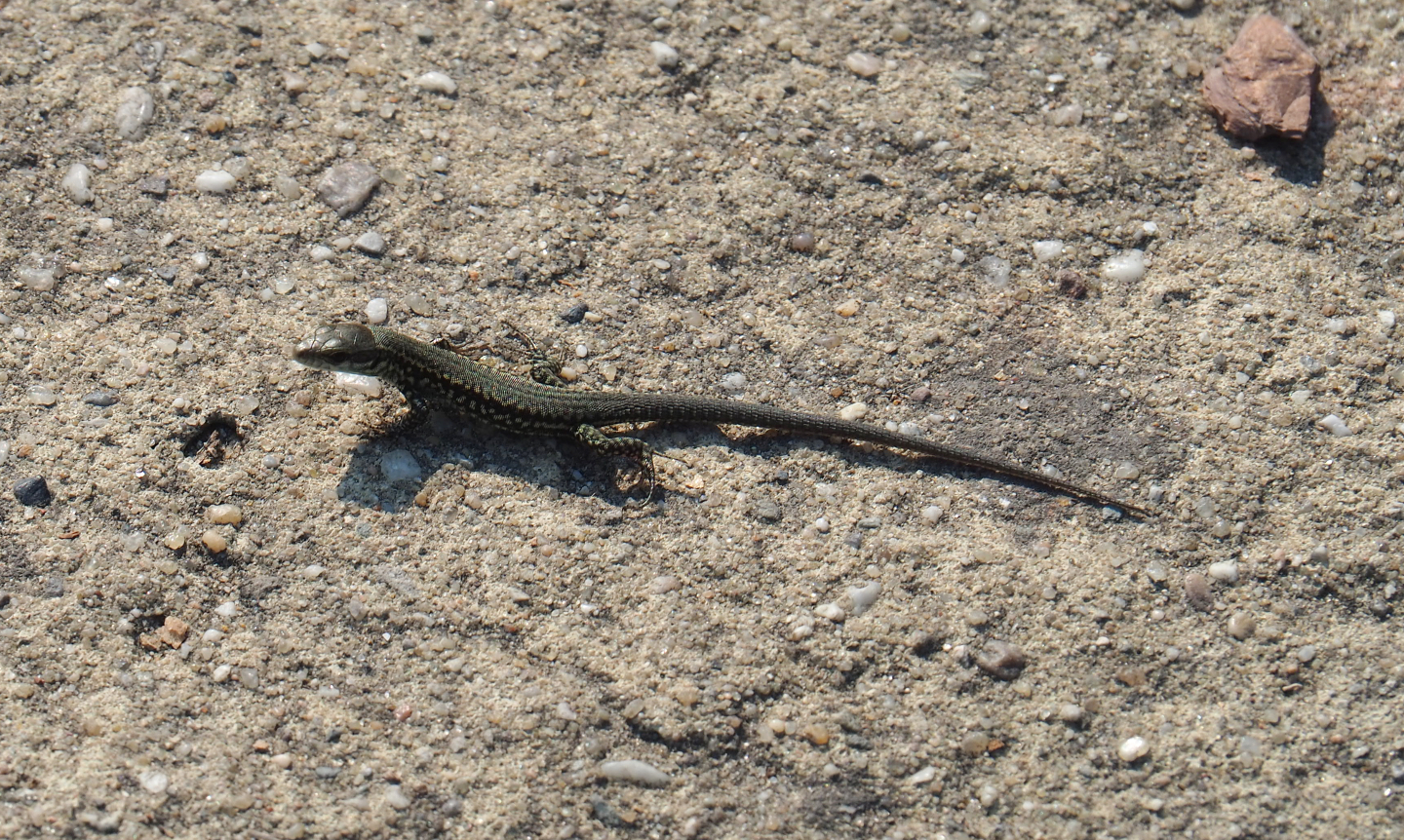 Wild common wall lizard (Podarcus muralis) on walkway, 2020-09-16