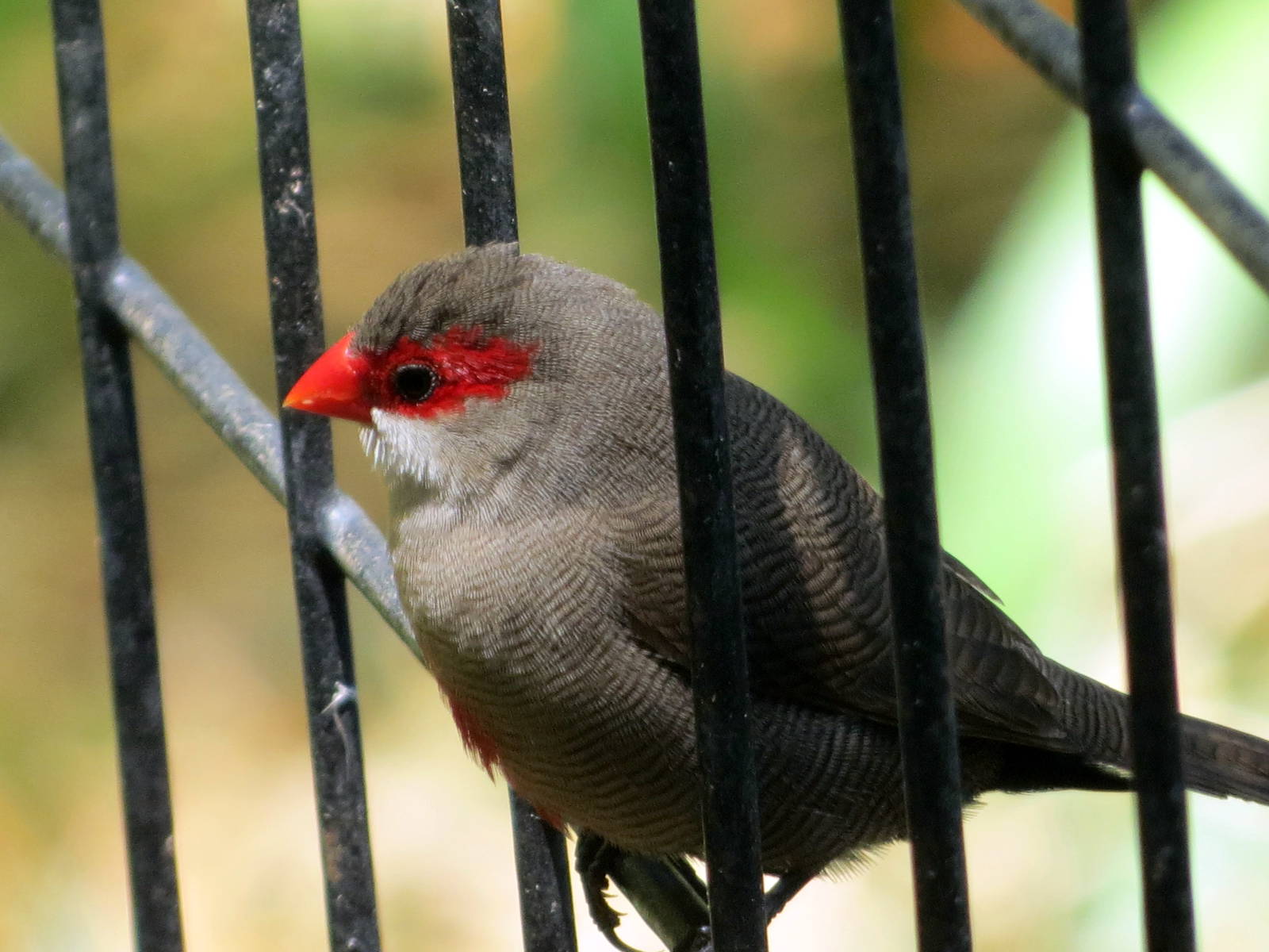 Wild Common Waxbill