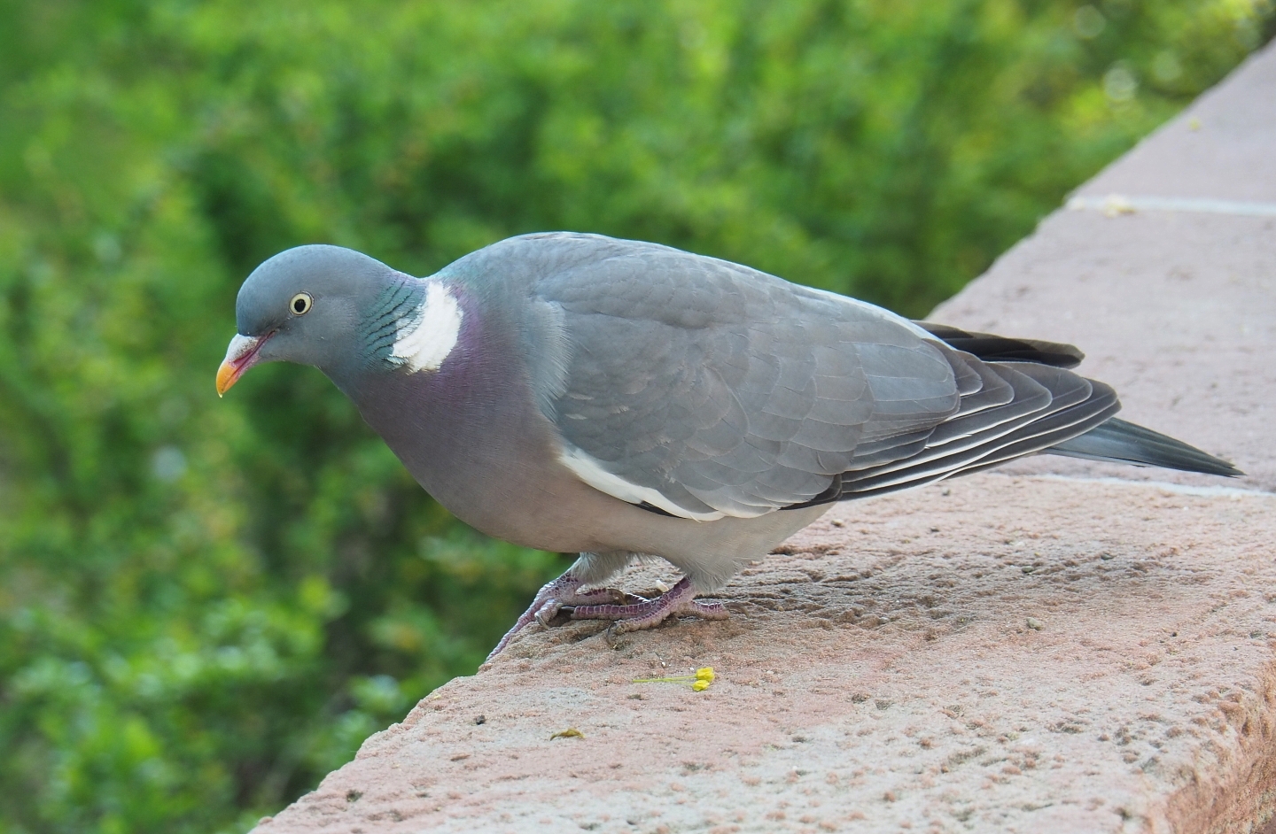 Wild common wood pigeon (Columba palumbus), 2019-04-20