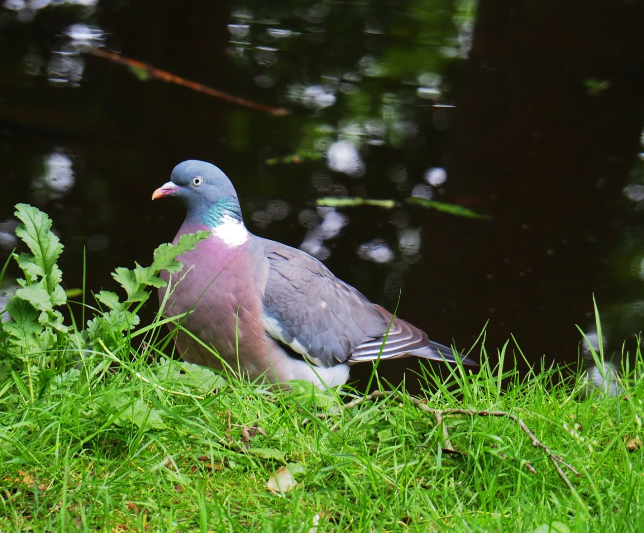 Wild common wood pigeon (Columba palumbus), 2019-06-26