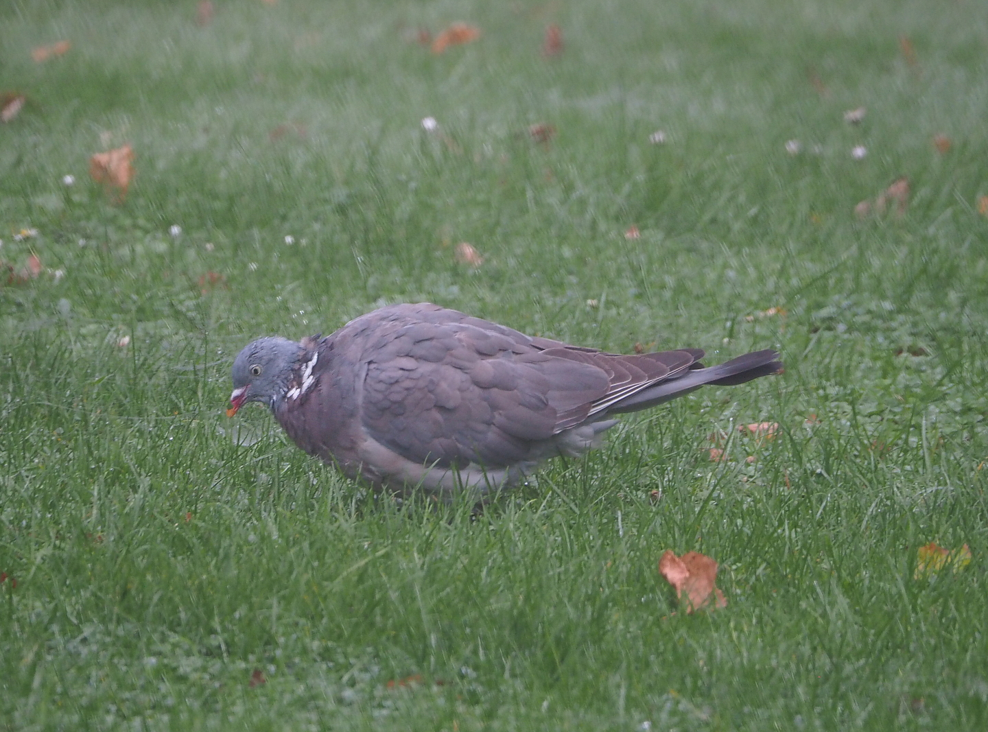 Wild Common wood pigeon (Columba palumbus), 2021-10-10